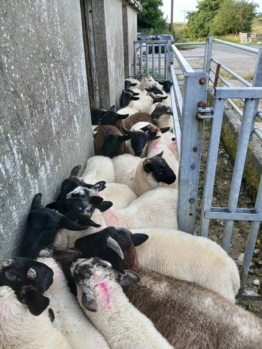Organic ram lambs - Image 2