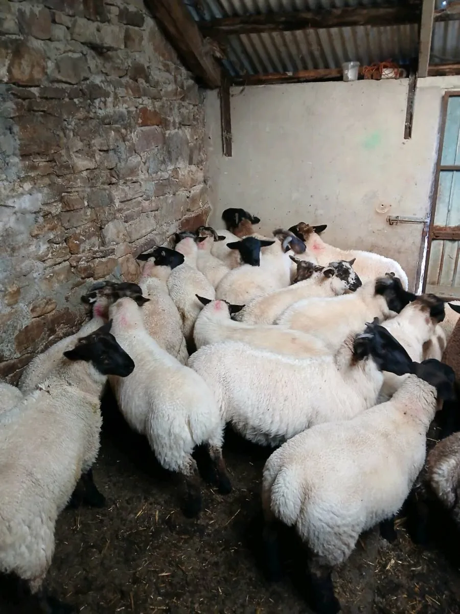 Organic ram lambs - Image 3