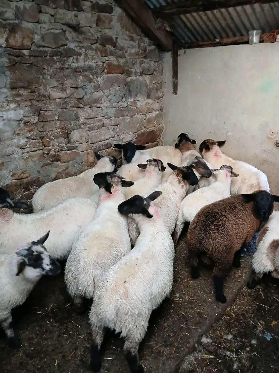 Organic ram lambs - Image 4