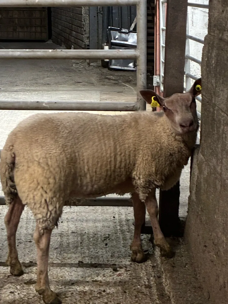 Rouge breeding ewe lambs - Image 1