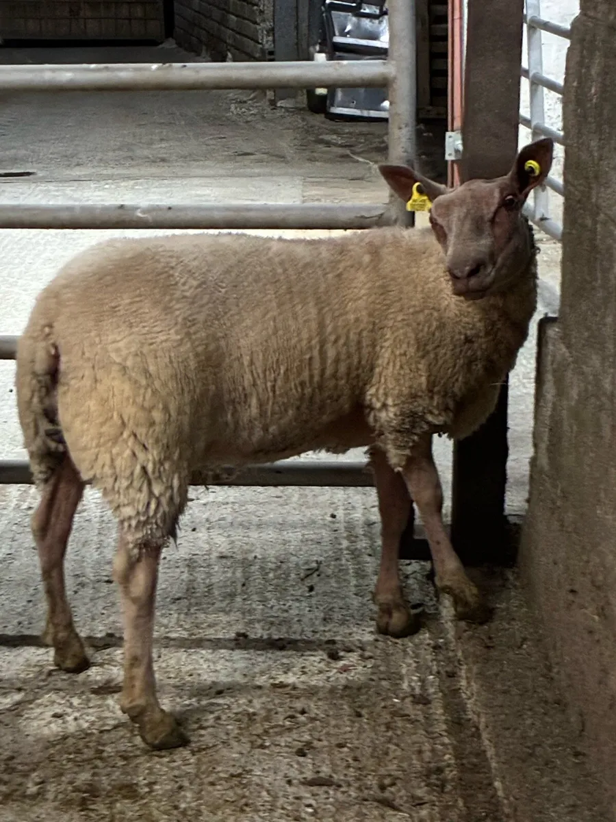 Rouge breeding ewe lambs - Image 3