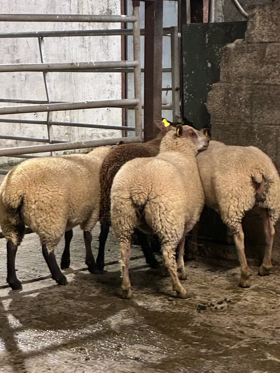Rouge breeding ewe lambs - Image 4