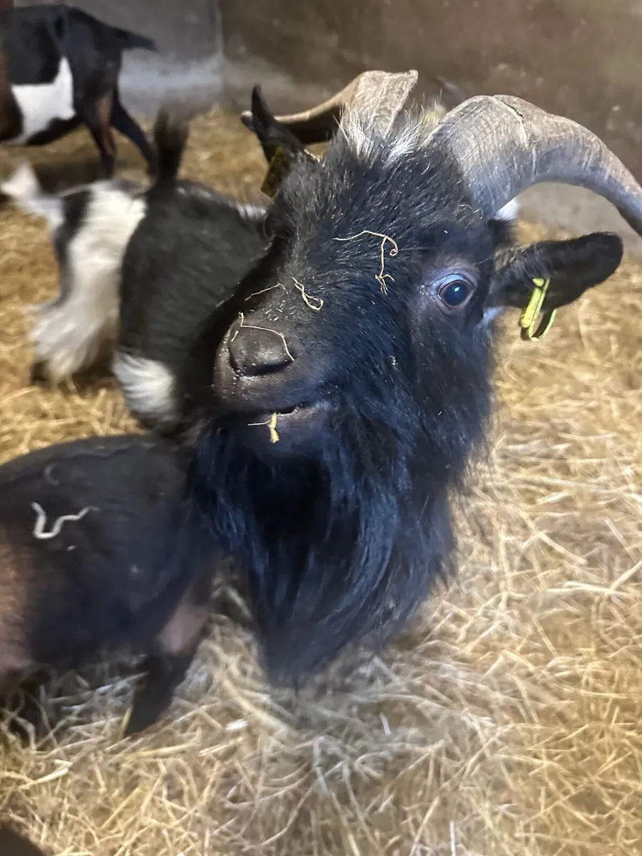 Pygmy goats - Image 2
