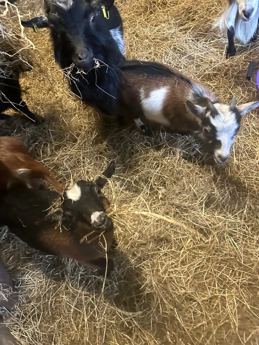 Pygmy goats - Image 3