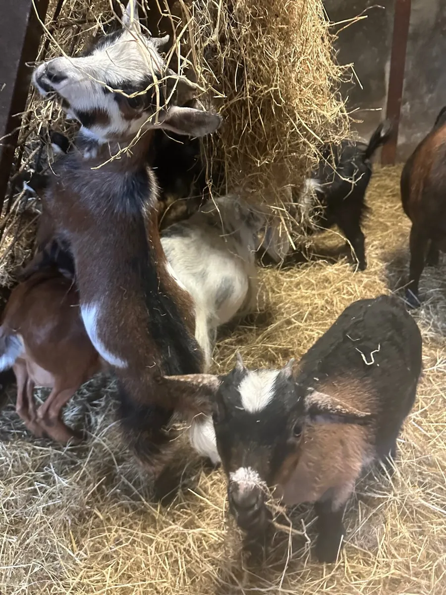 Pygmy goats - Image 1