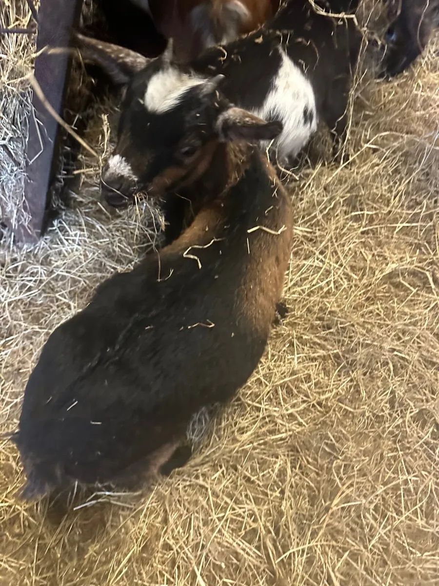 Pygmy goats - Image 4