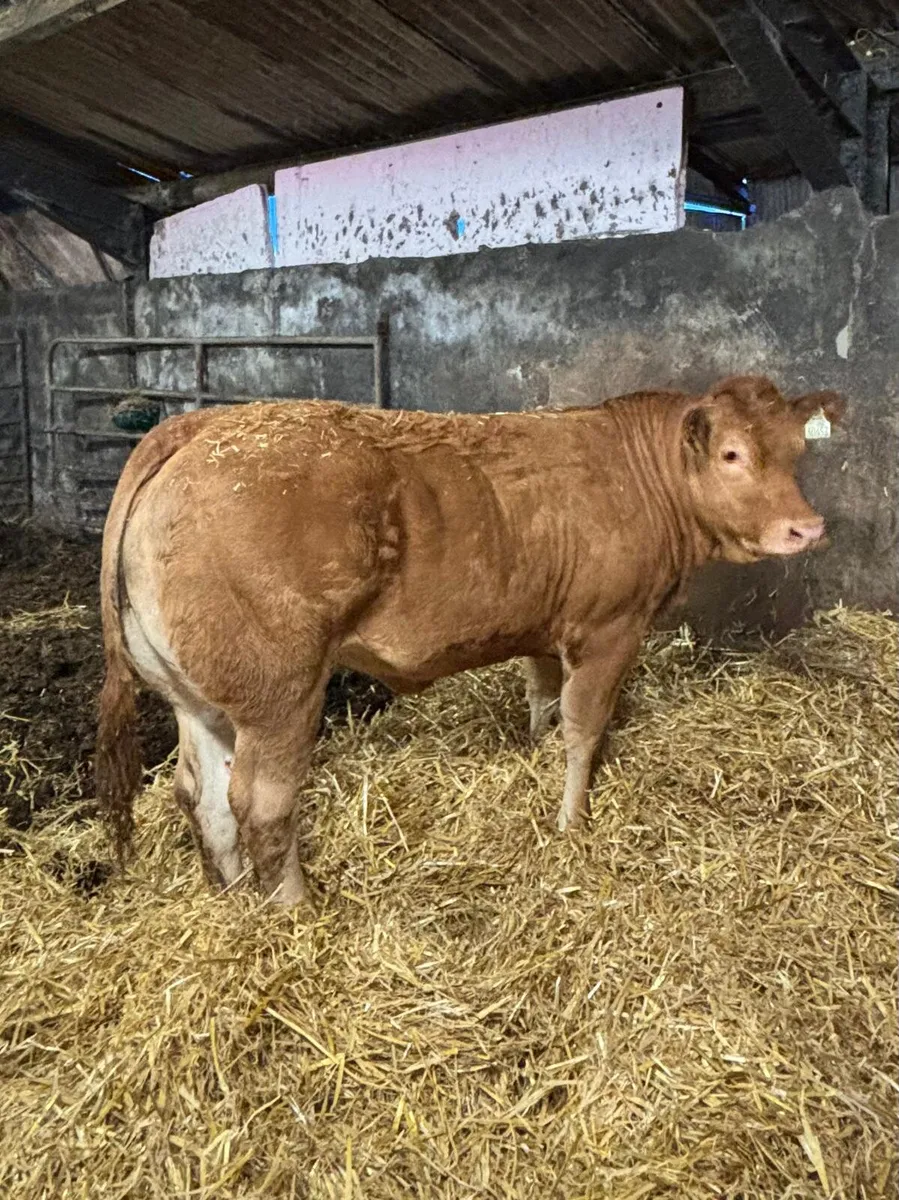 ⭐ Top Pedigree Limousin Heifers ⭐ - Image 1