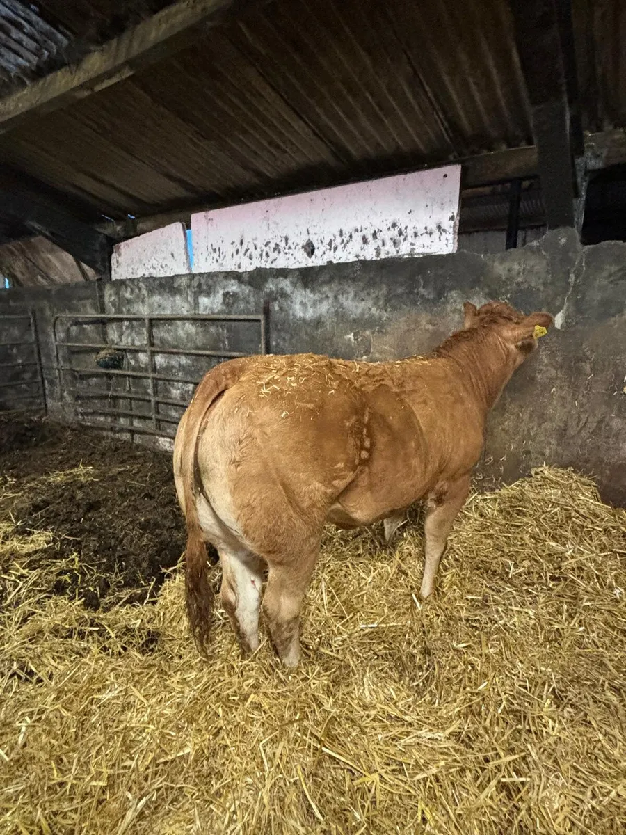 ⭐ Top Pedigree Limousin Heifers ⭐ - Image 2