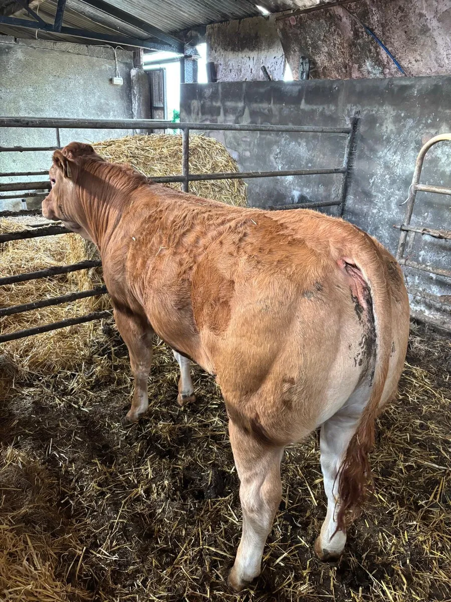 ⭐ Top Pedigree Limousin Heifers ⭐ - Image 3