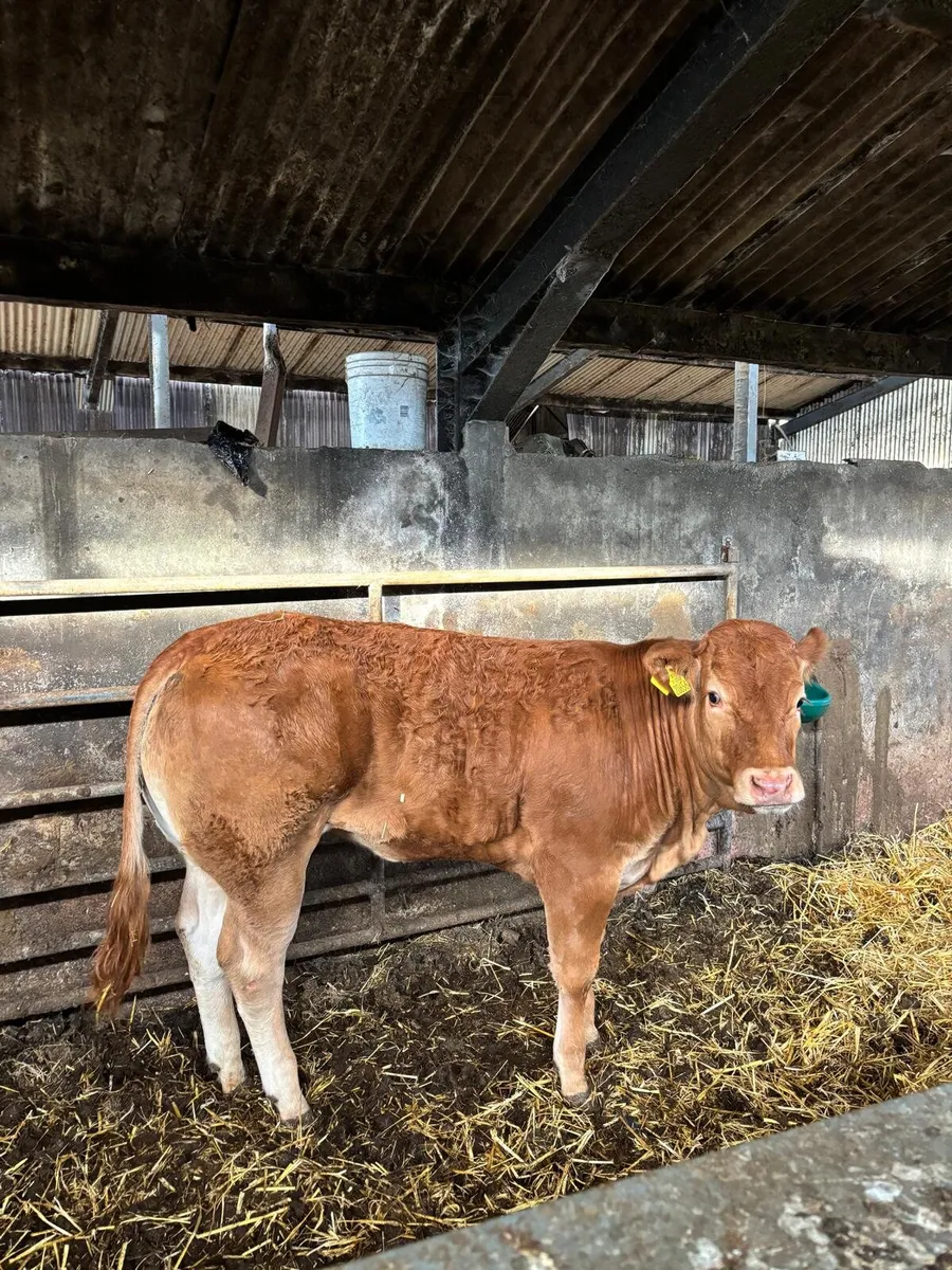⭐ Top Pedigree Limousin Heifers ⭐ - Image 4