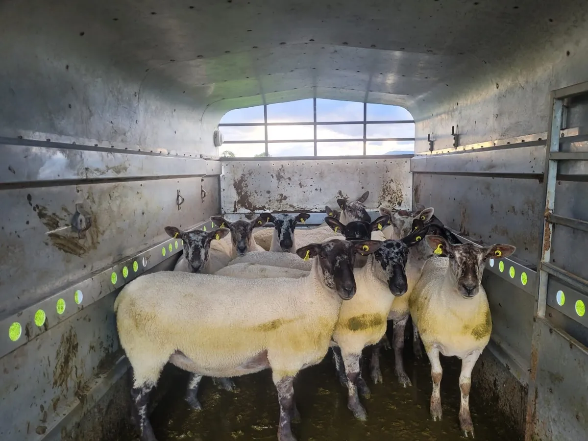 Hoggets - Image 2