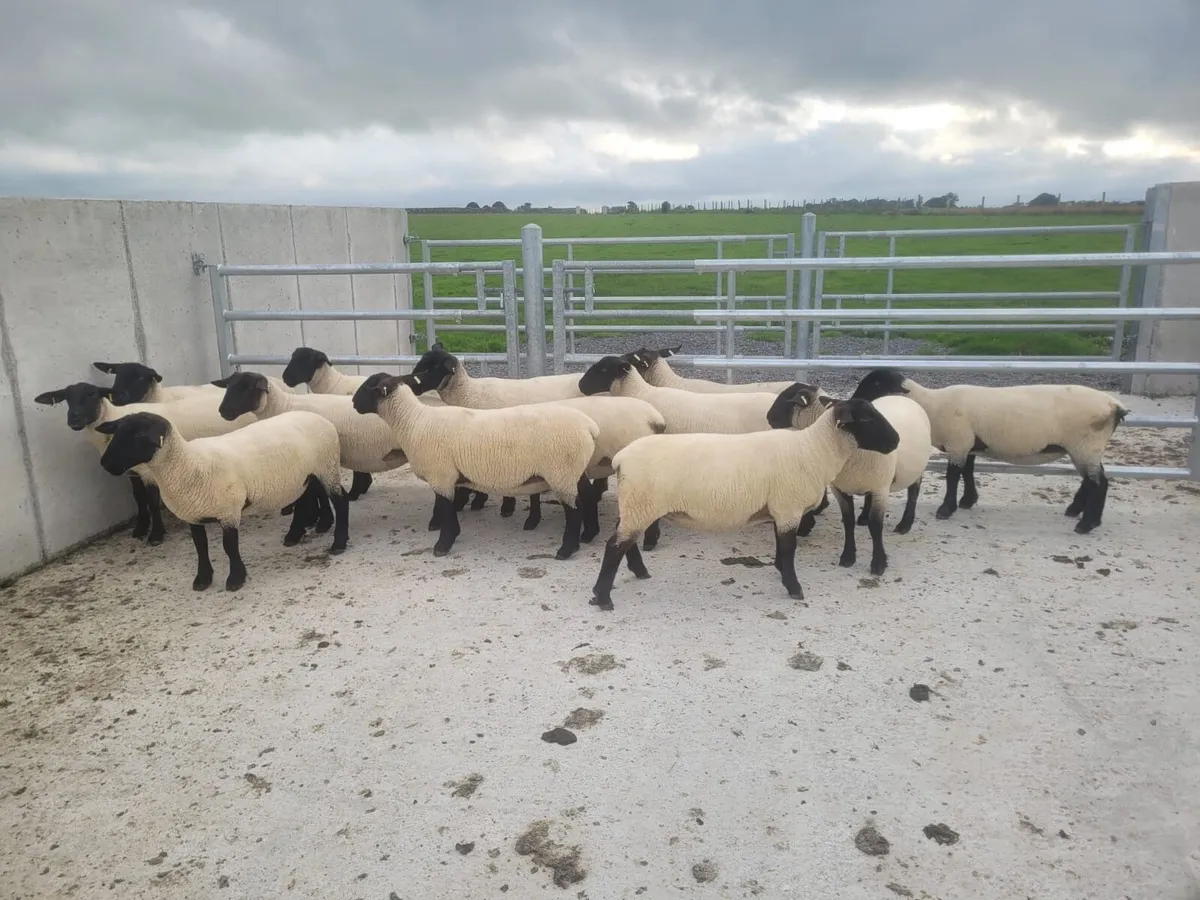Hoggets - Image 1