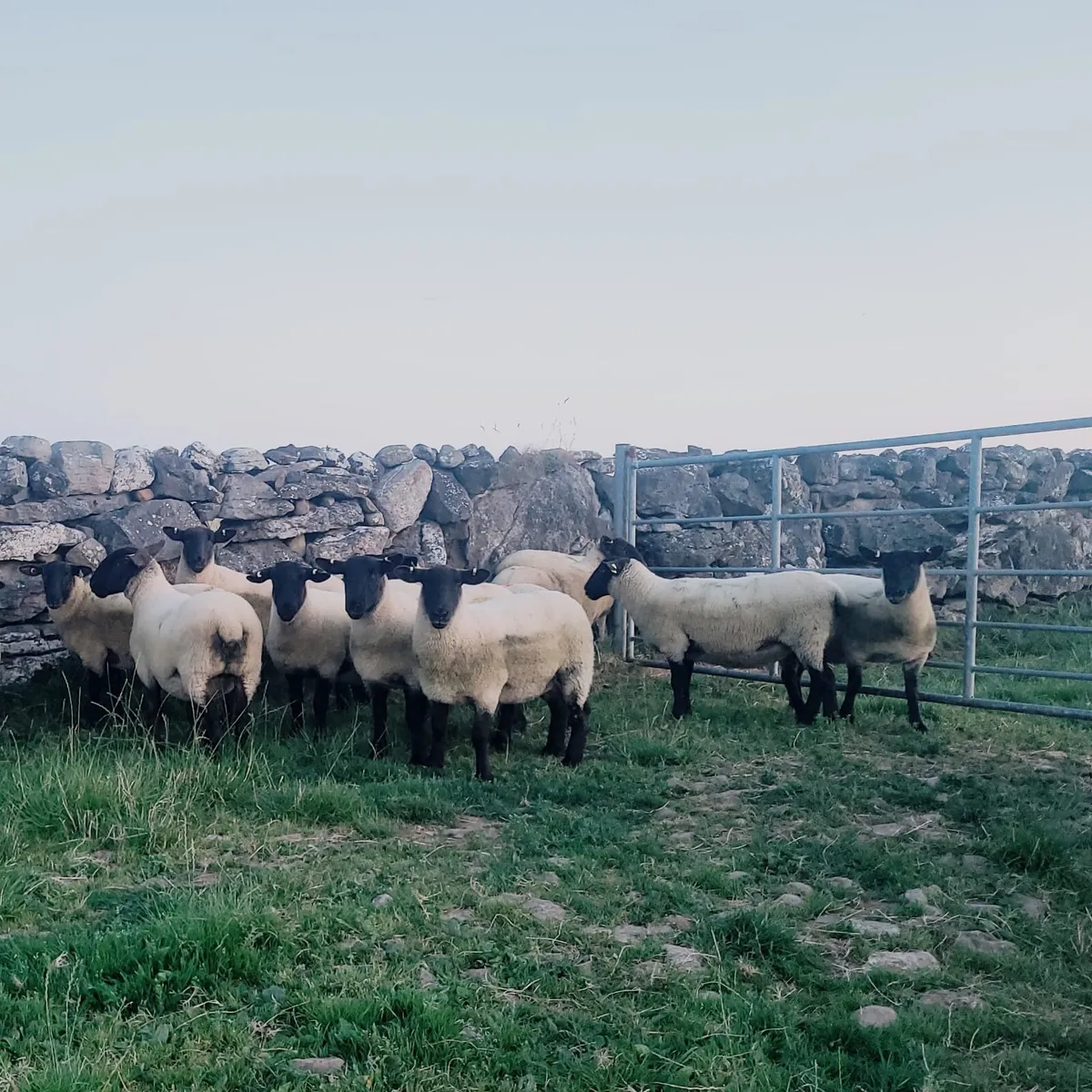 Hoggets - Image 3