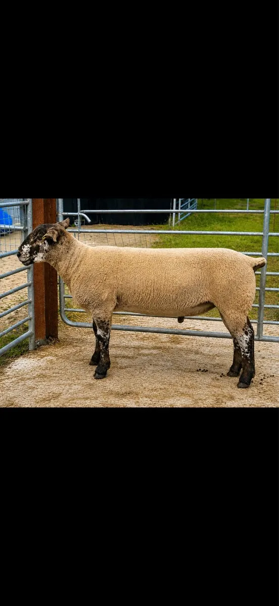 Suftex Rams - Image 1