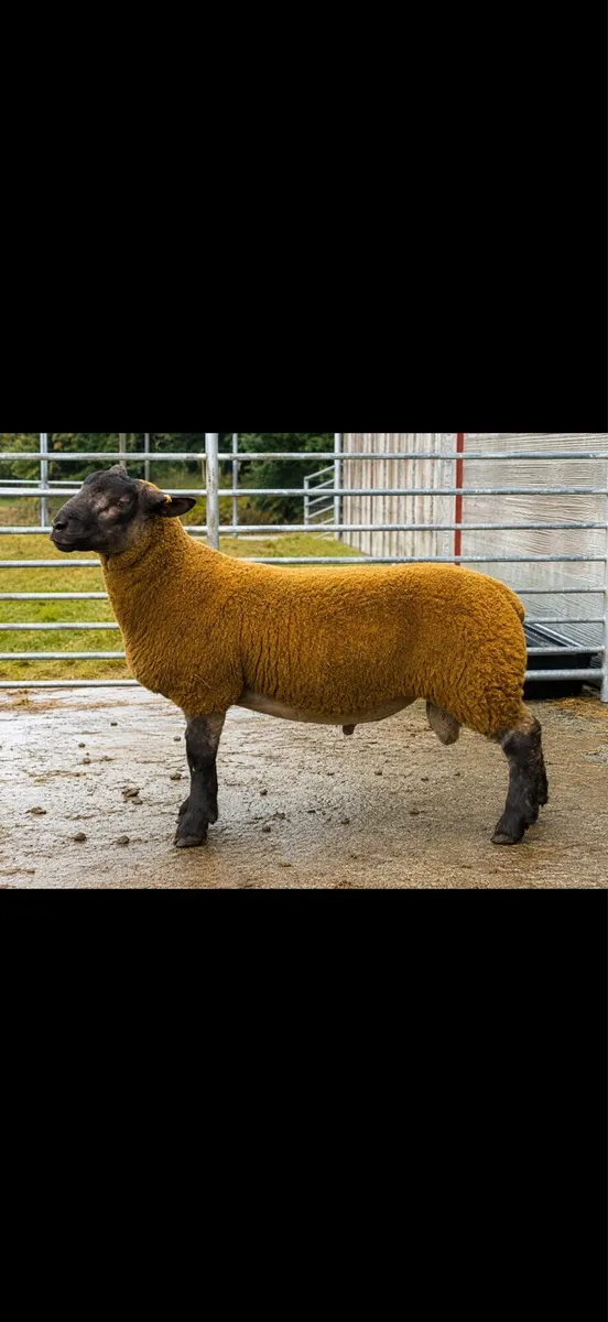 Suftex Rams - Image 2