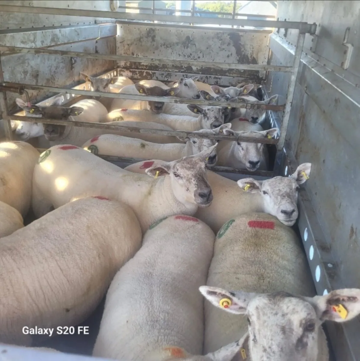 Hoggets - Image 4