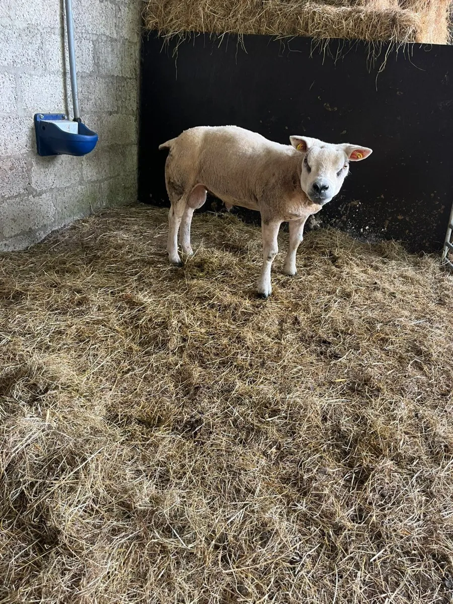 Texel hogget ram pedegree registered - Image 1