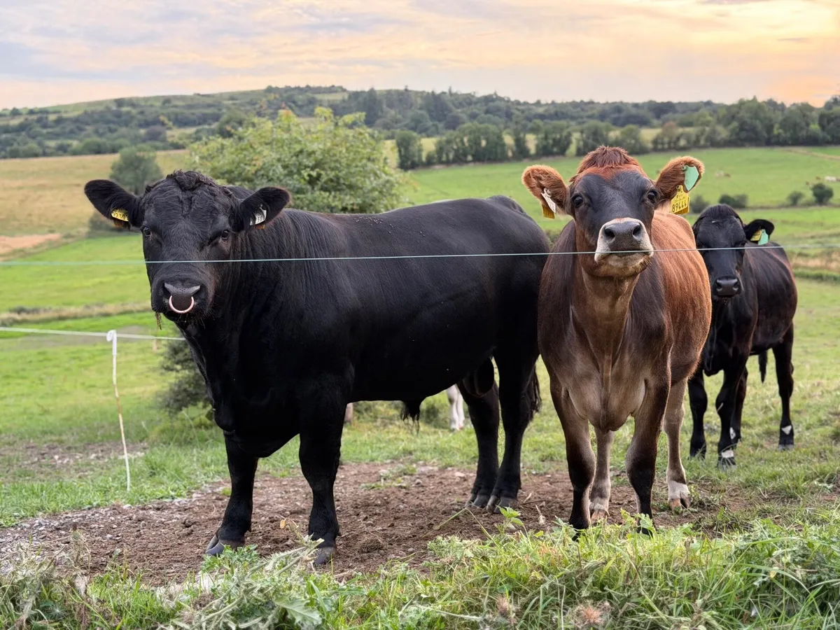 42 in calf dairy heifers for sale - Image 2