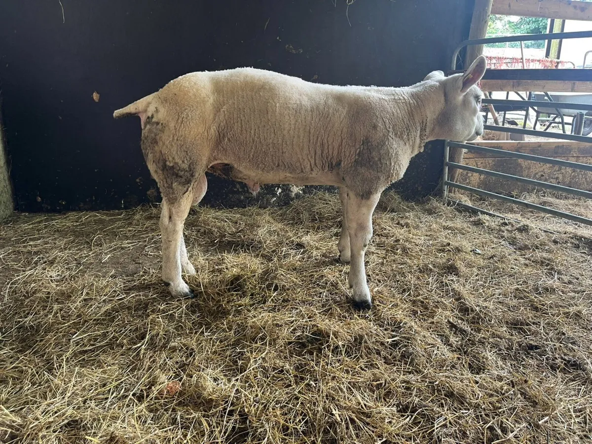 Texel hogget ram pedegree registered - Image 2