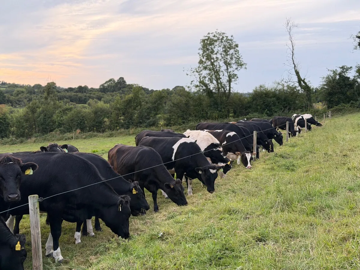 42 in calf dairy heifers for sale - Image 4