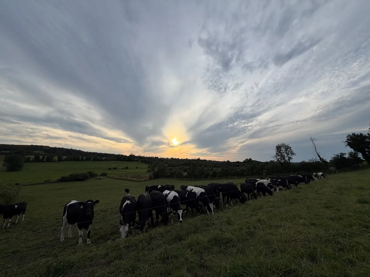 42 in calf dairy heifers for sale - Image 3