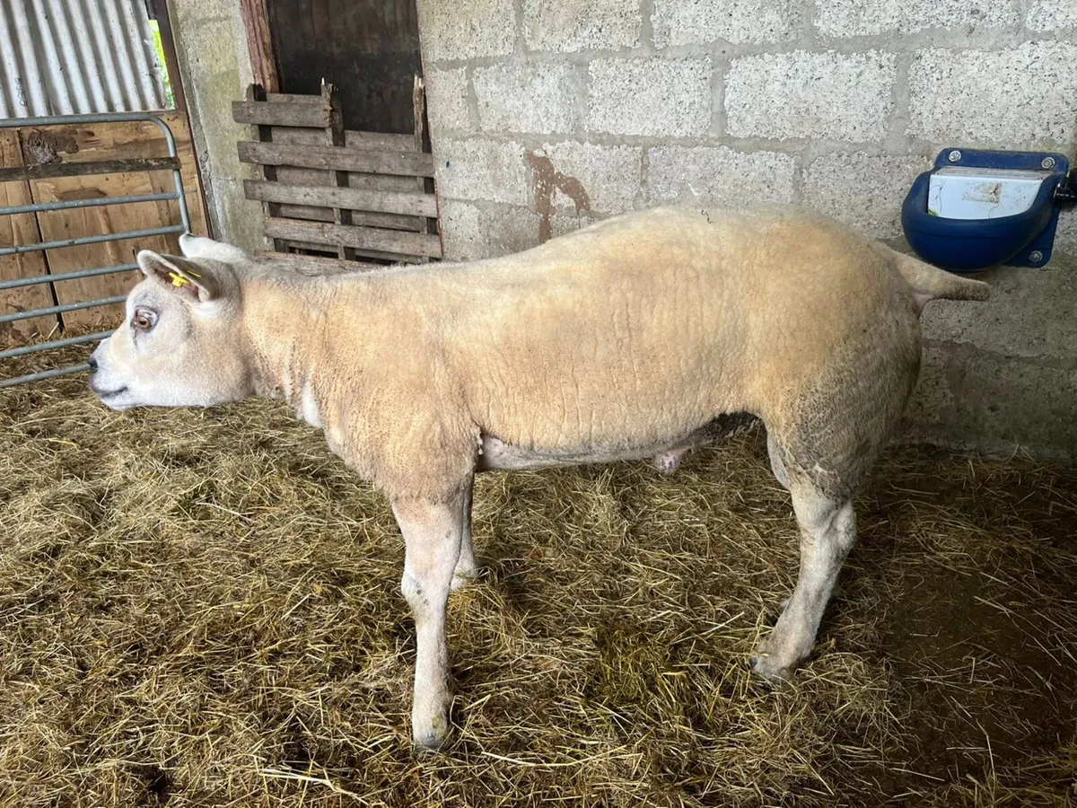 Texel hogget ram pedegree registered - Image 3
