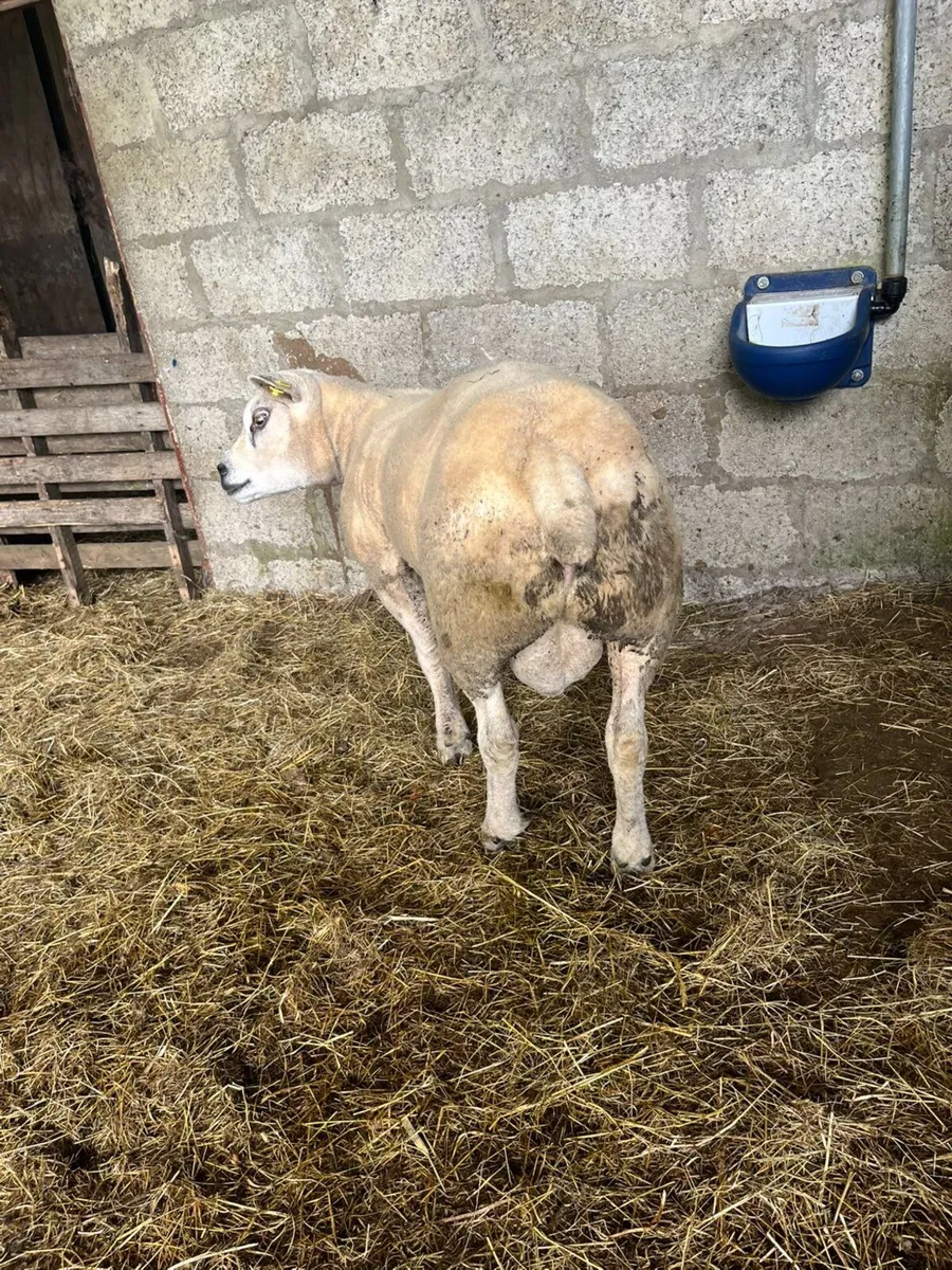 Texel hogget ram pedegree registered - Image 4