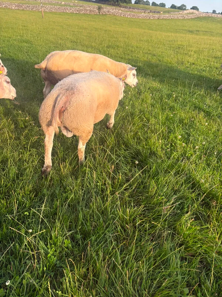 Selection of Shearling & Ram lambs - Image 2