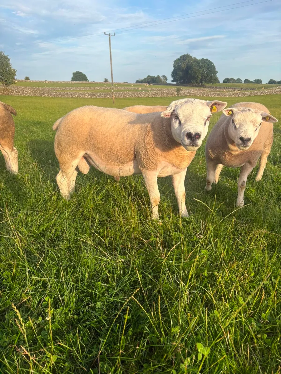 Selection of Shearling & Ram lambs - Image 1
