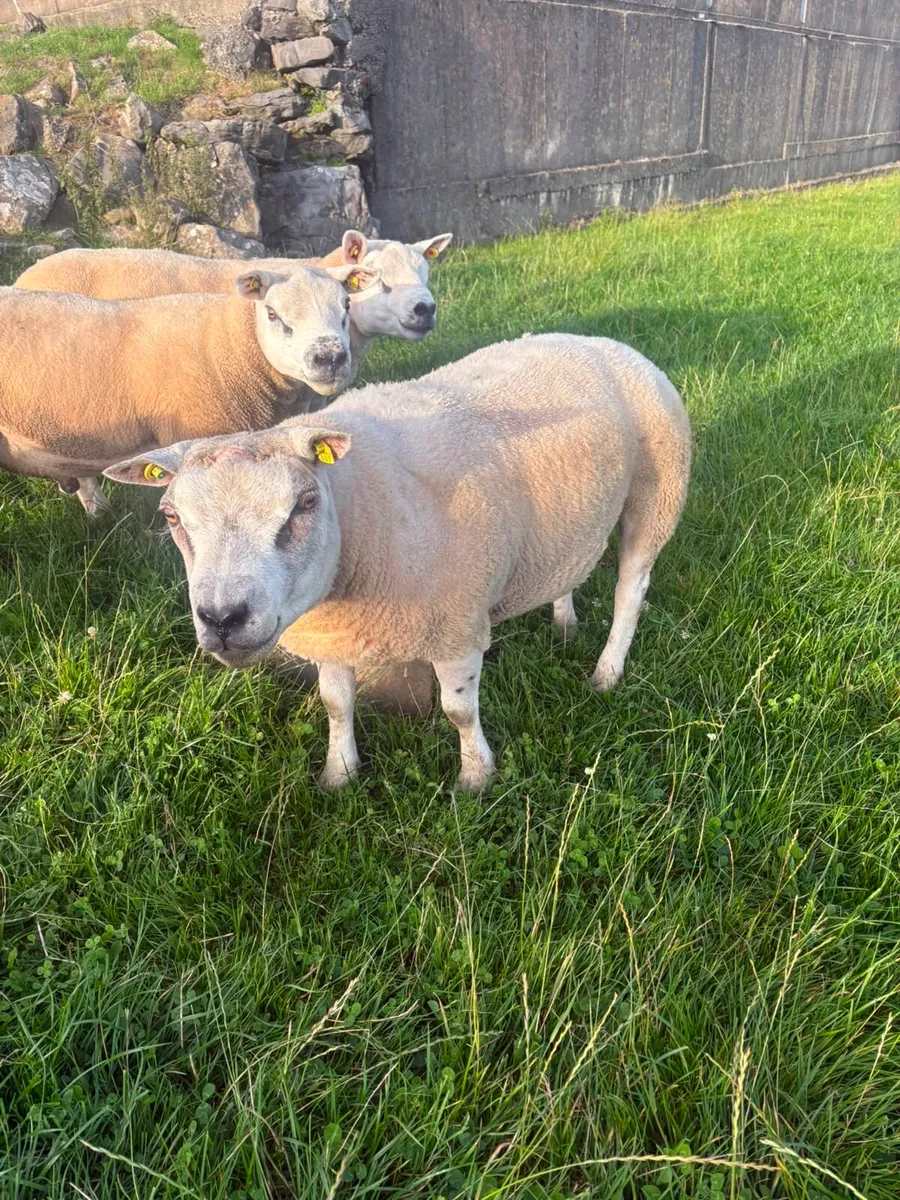 Selection of Shearling & Ram lambs - Image 3