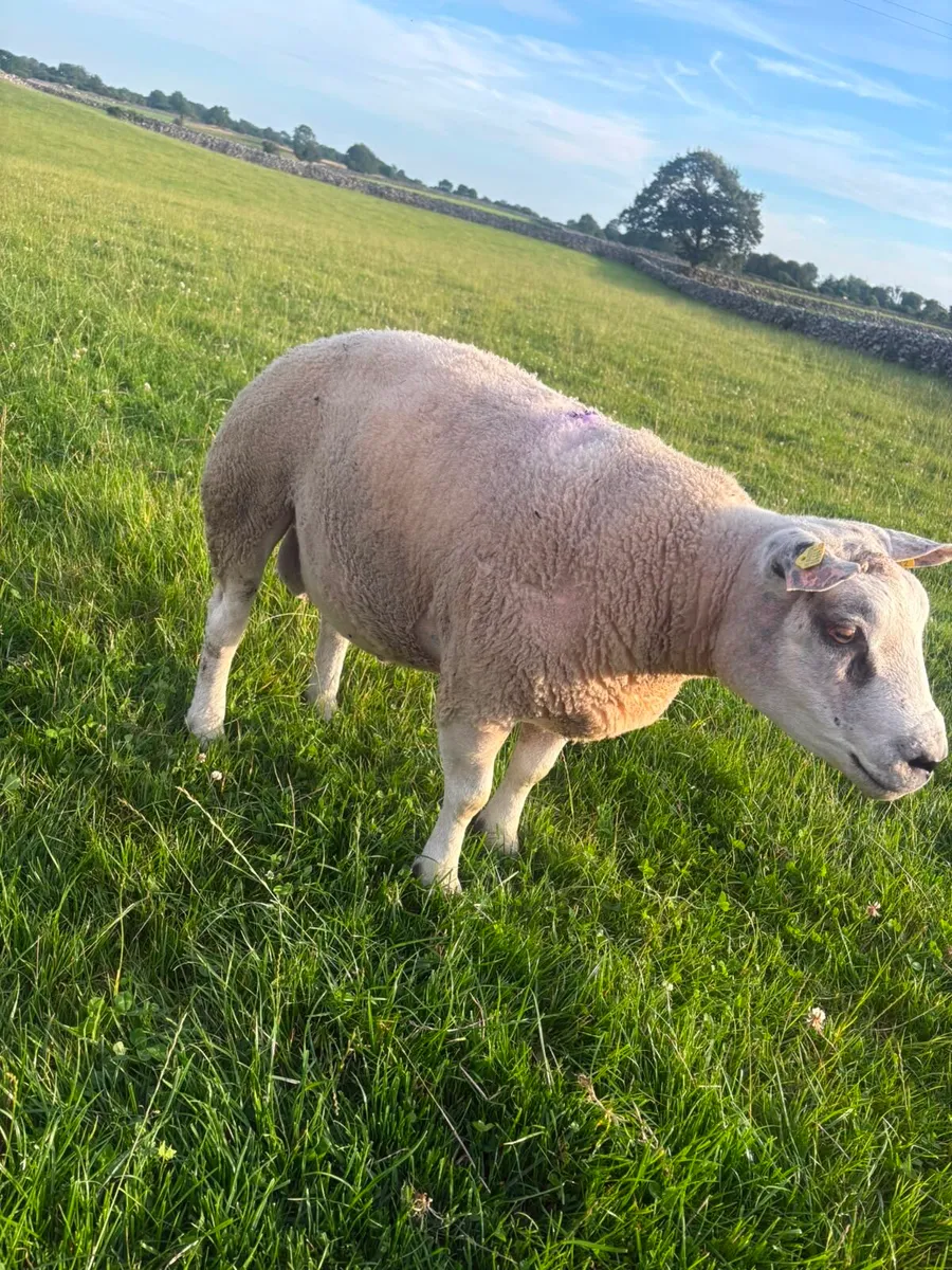 Selection of Shearling & Ram lambs - Image 4