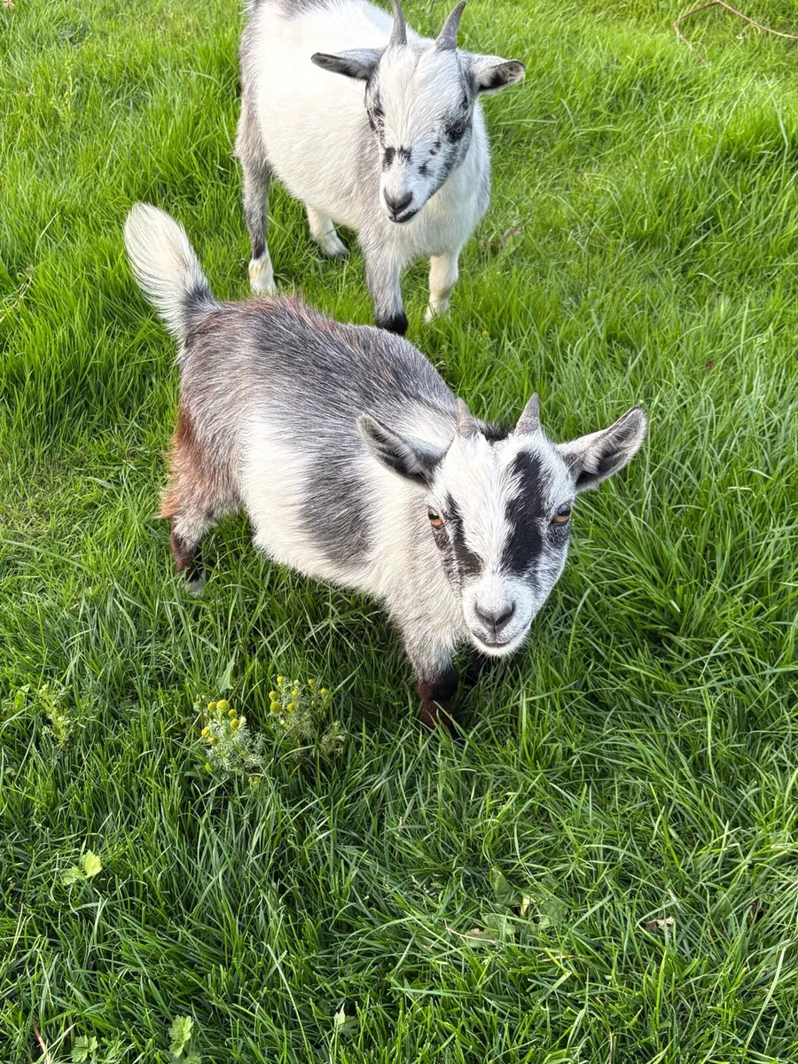 Female Pygmy goats - Image 1
