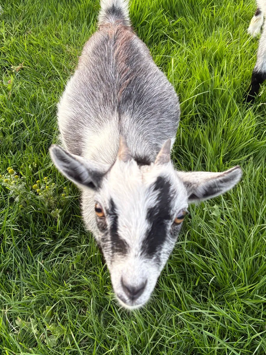 Female Pygmy goats - Image 3
