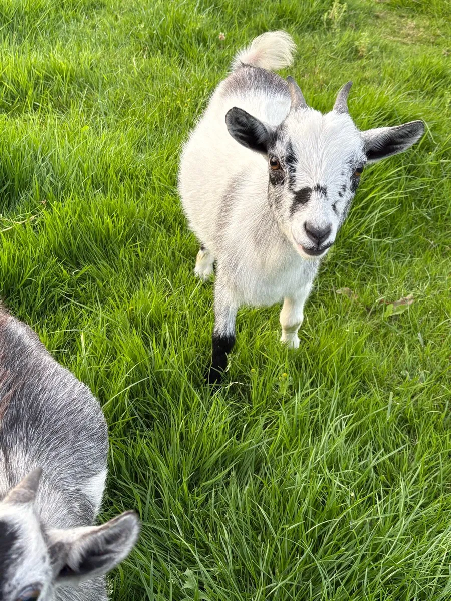 Female Pygmy goats - Image 4