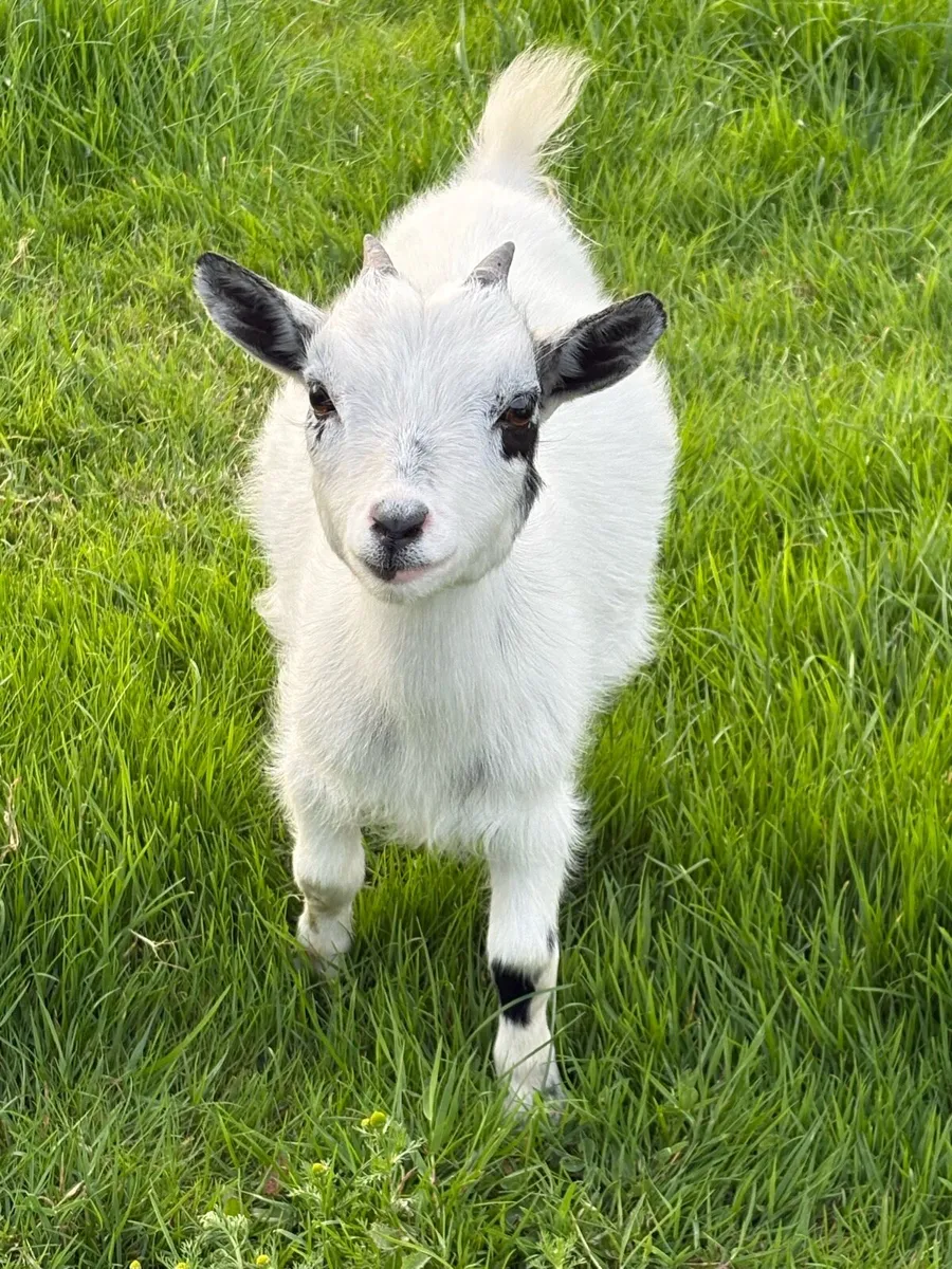 Female Pygmy goats - Image 2