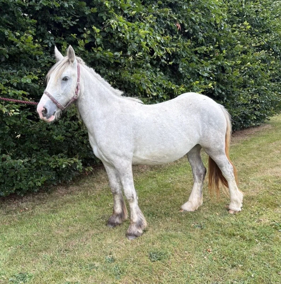 Solid Driving Cob - Image 1