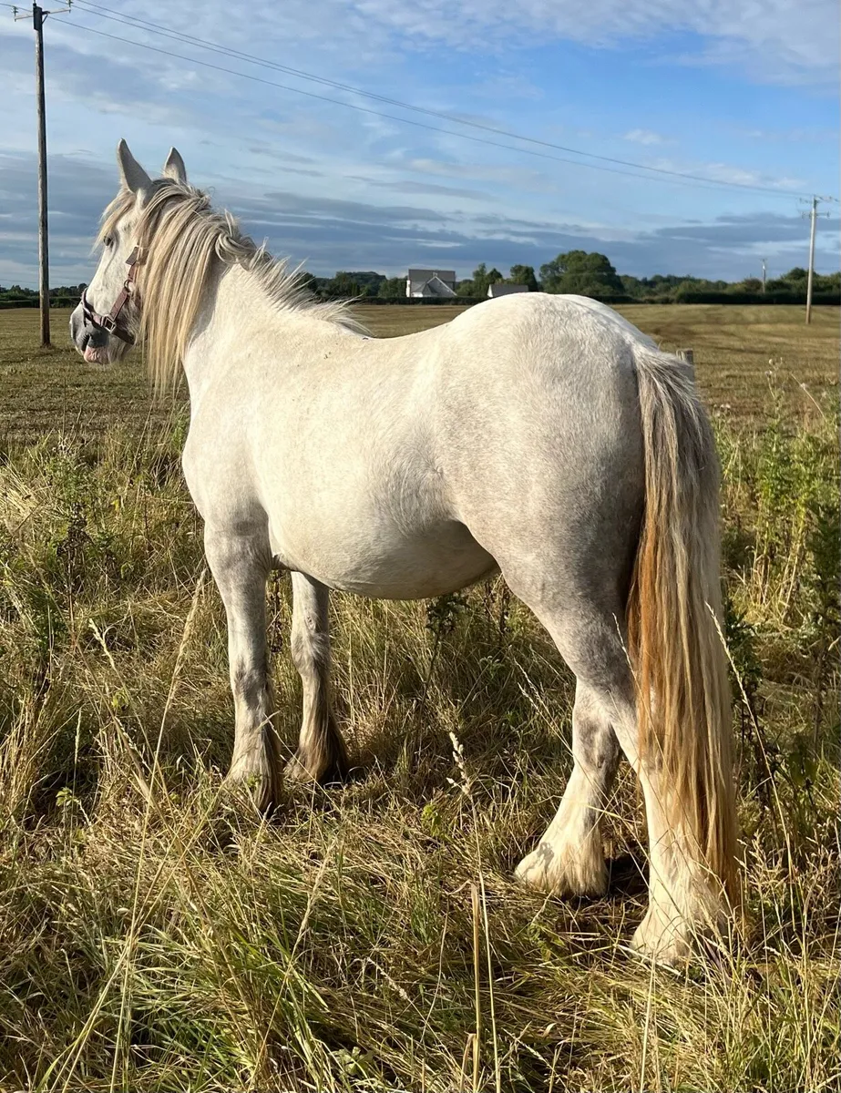 Solid Driving Cob - Image 3