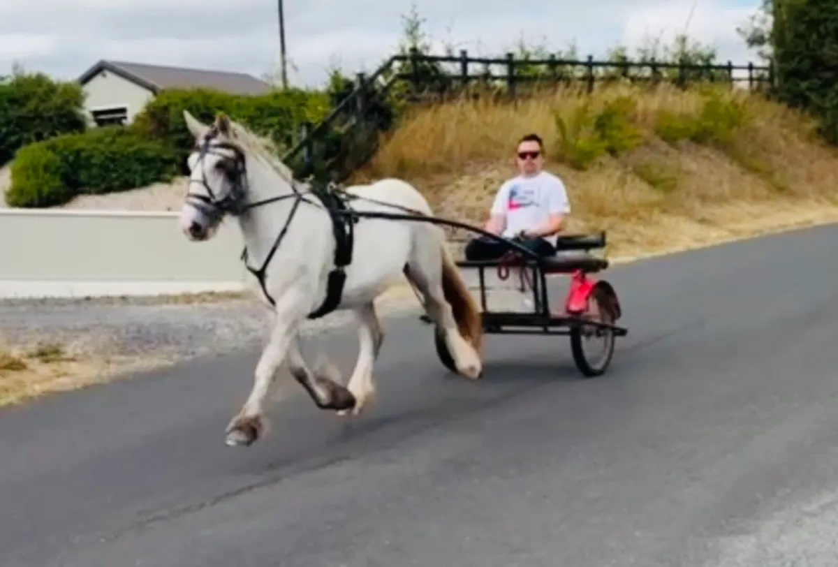 Solid Driving Cob - Image 4