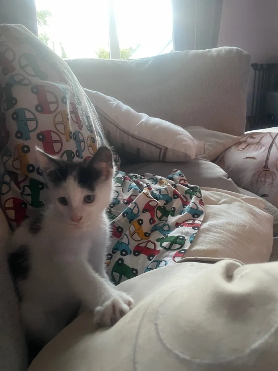 Beautiful marble and midnight black kittens - Image 2