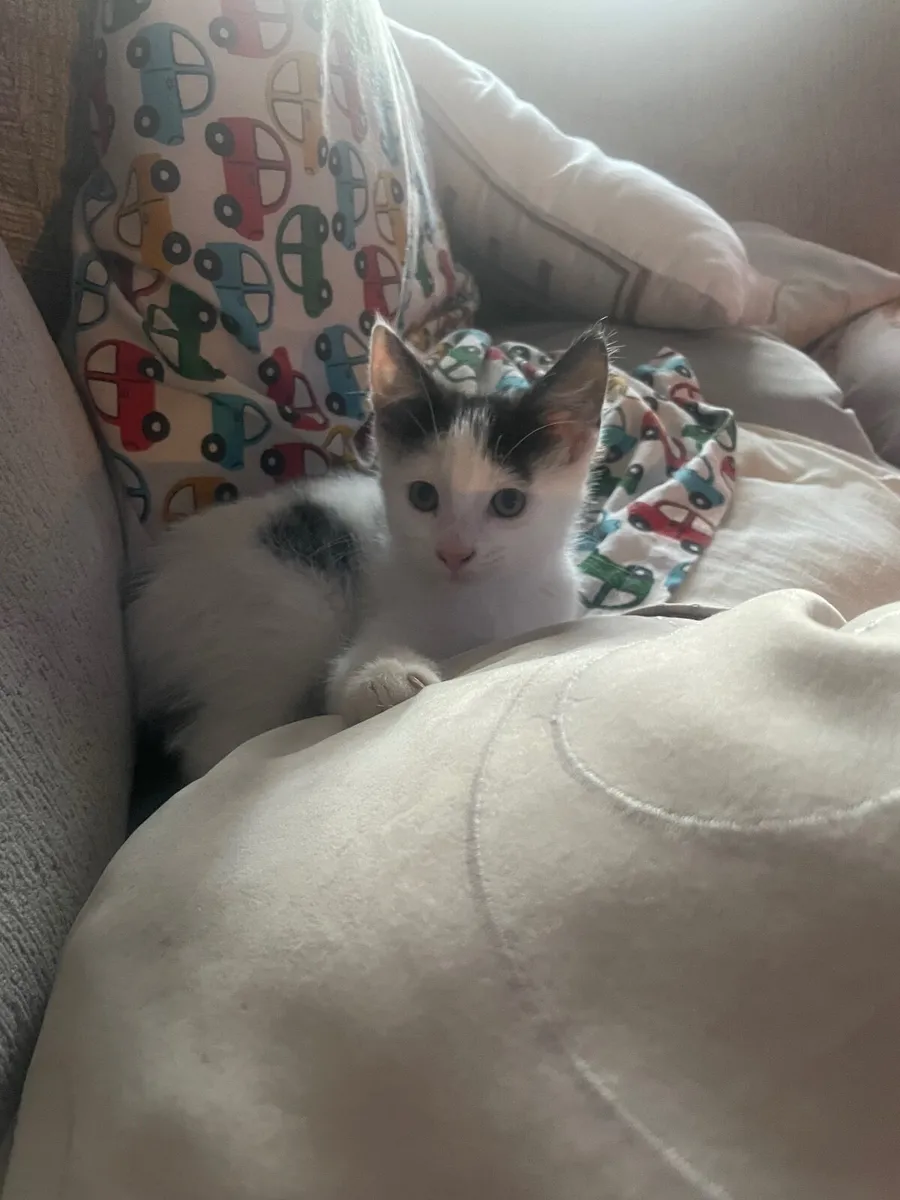 Beautiful marble and midnight black kittens - Image 1