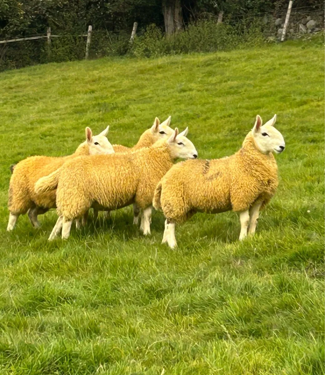 Cooley sheep breeders annual show and sale - Image 1