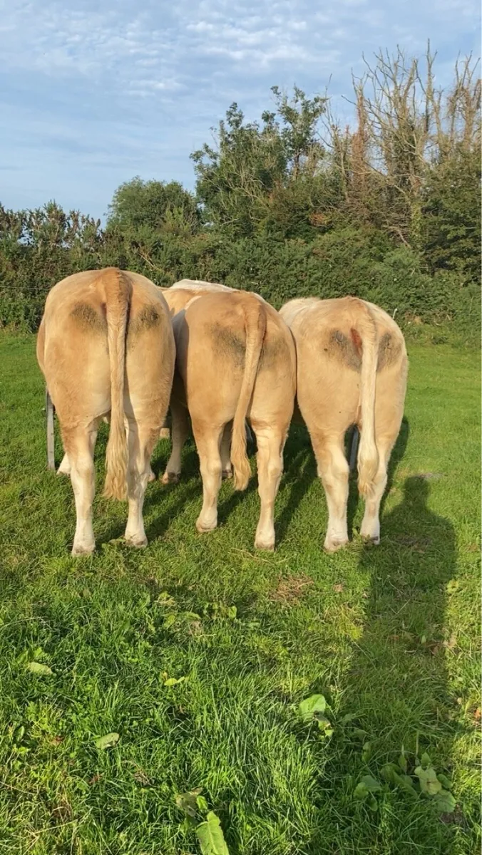 🔥 Smashing Charolais Heifers 🔥 - Image 4