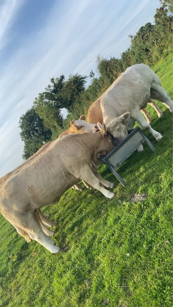 🔥 Smashing Charolais Heifers 🔥 - Image 1