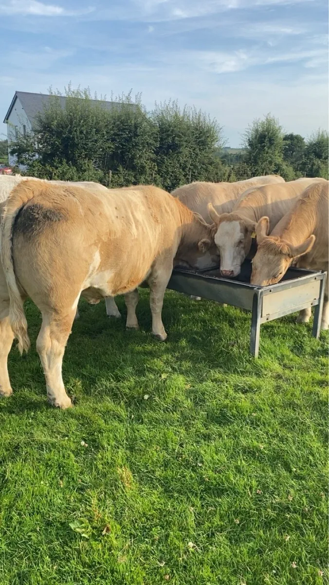 🔥 Smashing Charolais Heifers 🔥 - Image 2