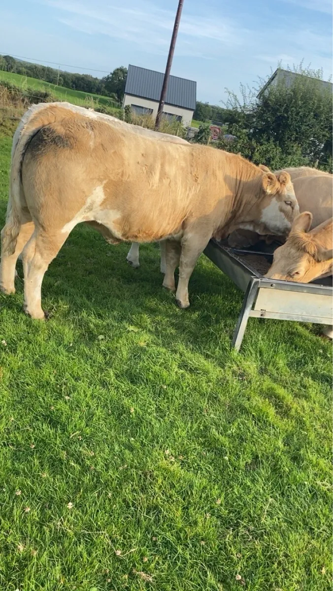 🔥 Smashing Charolais Heifers 🔥 - Image 3