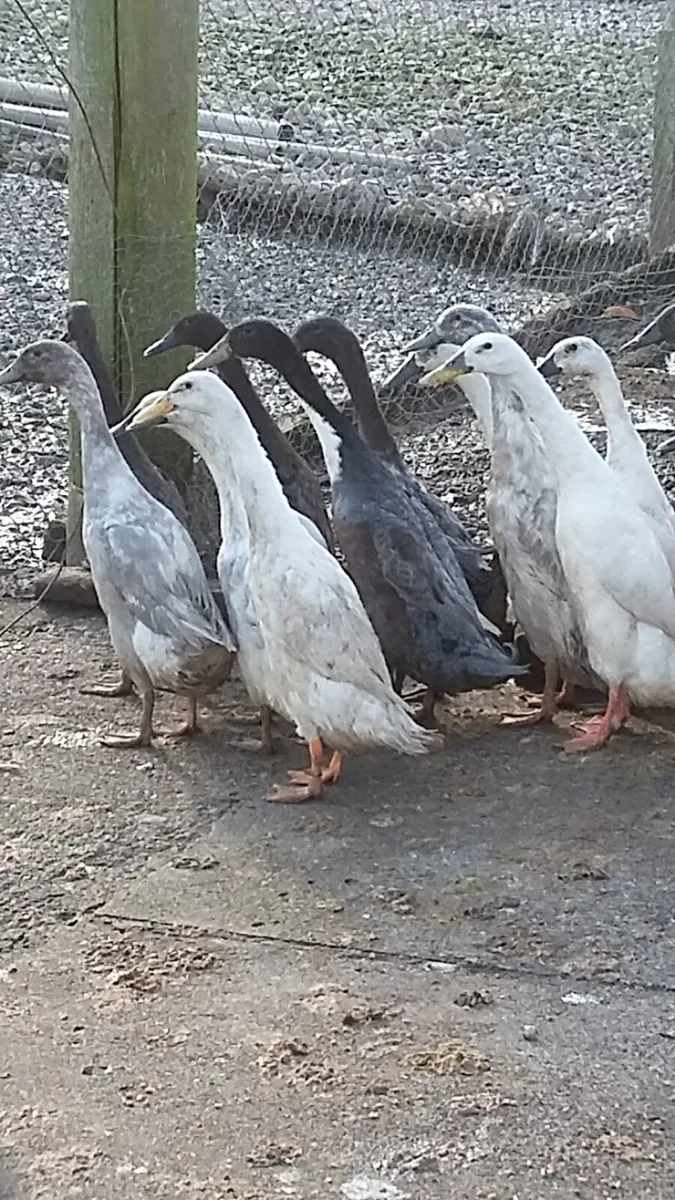 Drakes, Ducklings, chicks, Hens, eggs every day in - Image 1