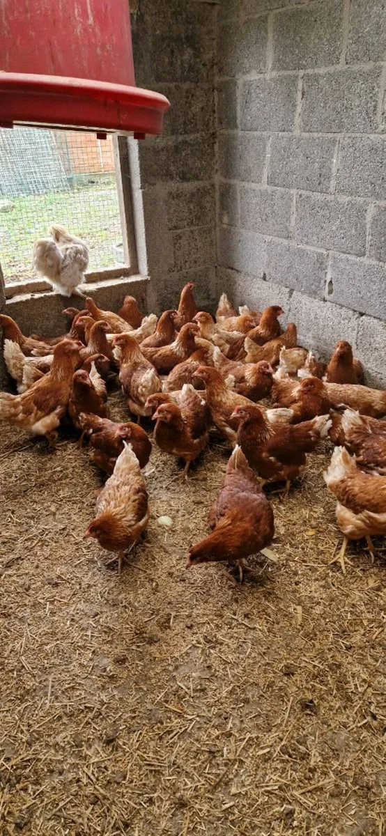 Ducklings, chicks, Hens, eggs every day in - Image 1