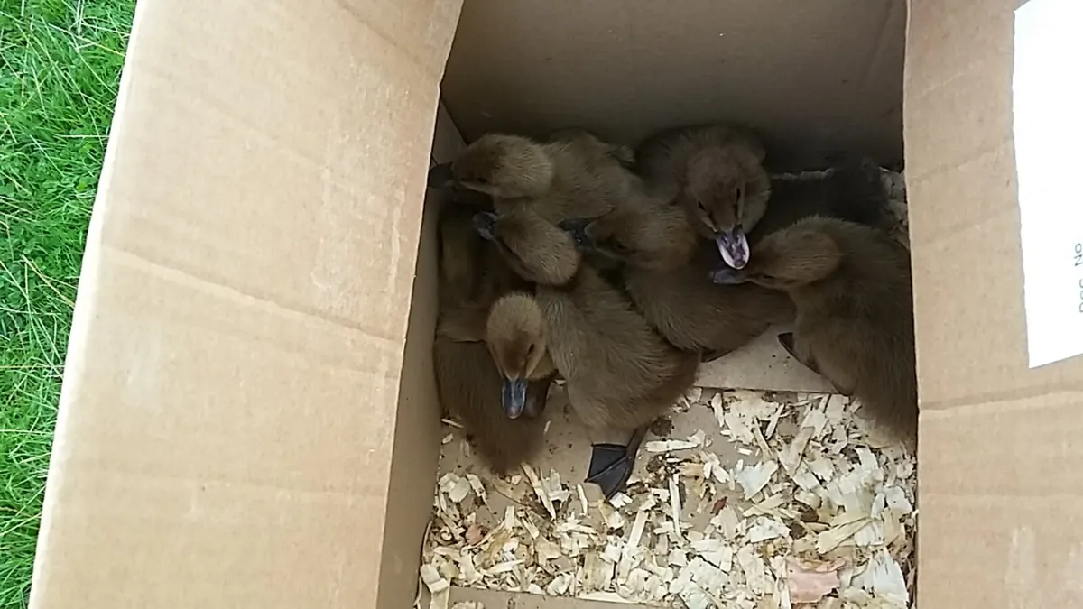Drakes, Ducklings, chicks, Hens, eggs every day in - Image 4