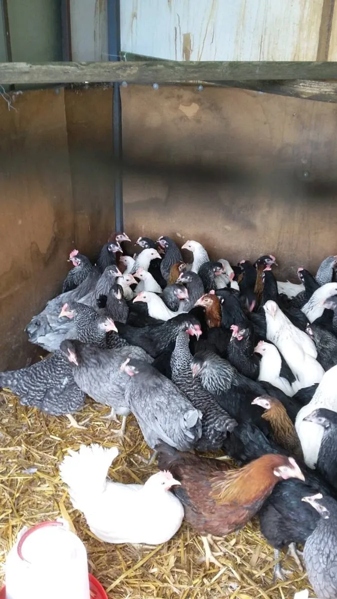 Ducklings, chicks, Hens, eggs every day in - Image 4
