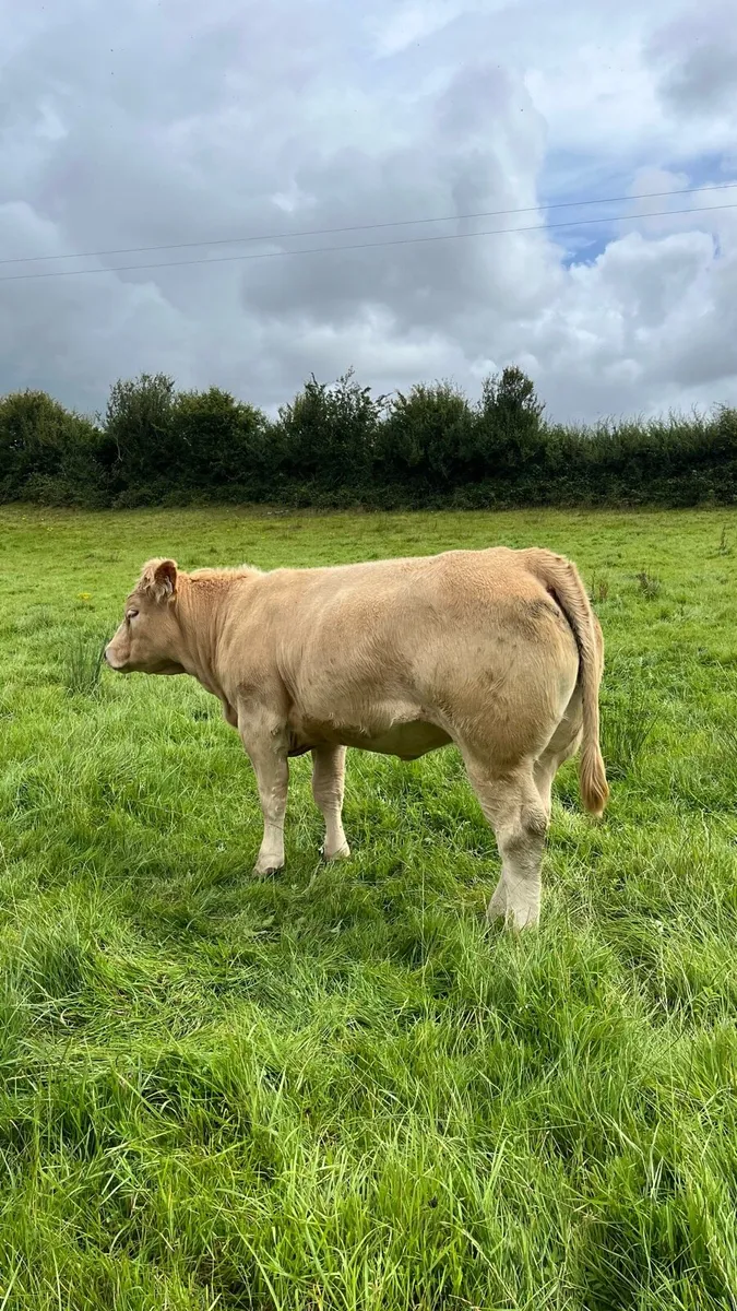 ⭐️2 smashing charolais heifers ⭐️ - Image 2